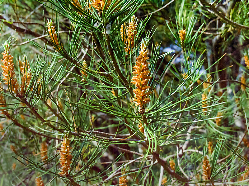 The needles and female flowers in  spring.